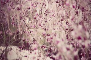 抖音诡谲玄策多少粉丝_抖音玄策粉丝数多少？缩略图